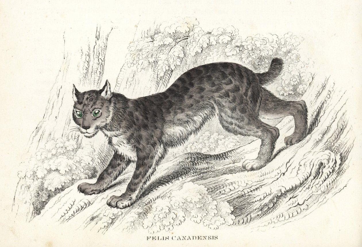 Lince do Canadá, Lynx canadensis (Felis canadensis). Litografia colorida à mão da Galeria de História Natural de Georg Friedrich Treitschke, Naturhistorischer Bildersaal des Thierreiches, Liepzig-1842. de Unbekannter Künstler