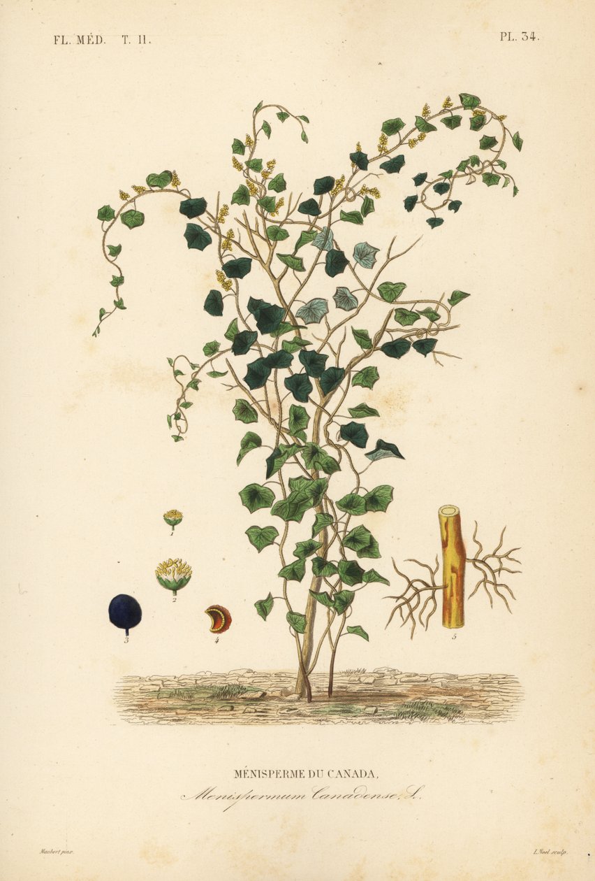 Canadian moonseed or yellow parilla, Menispermum canadense, Menisperme du Canada de Unbekannt