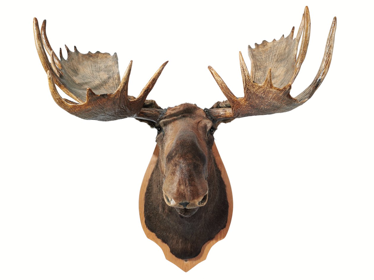 Troféu canadense de caça com cabeça de alce de taxidermia, montado em um escudo de carvalho, Vancouver (foto) de Unbekannt