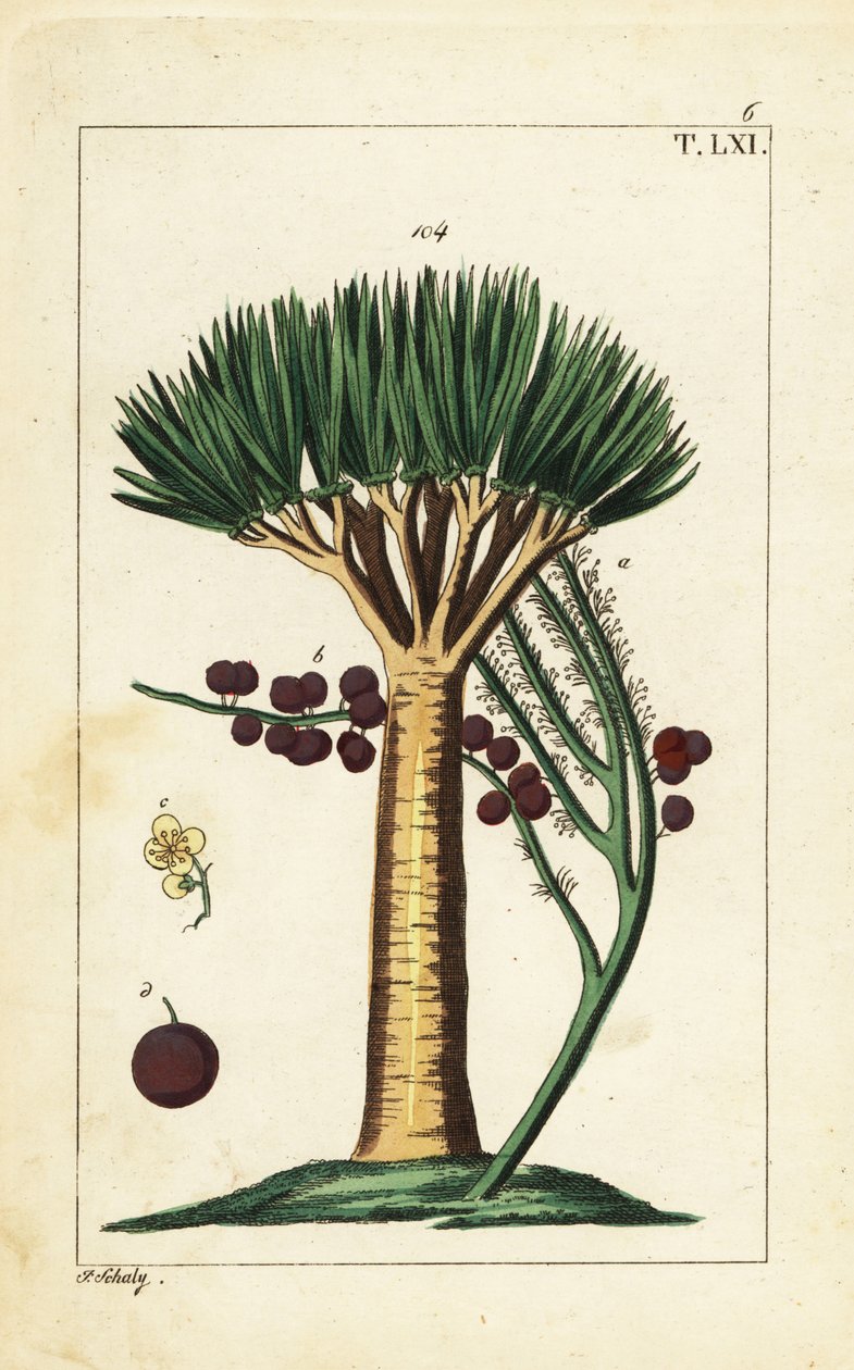 Dragoeira das Ilhas Canárias, Dracaena draco. Vulnerável. de Unbekannter Künstler