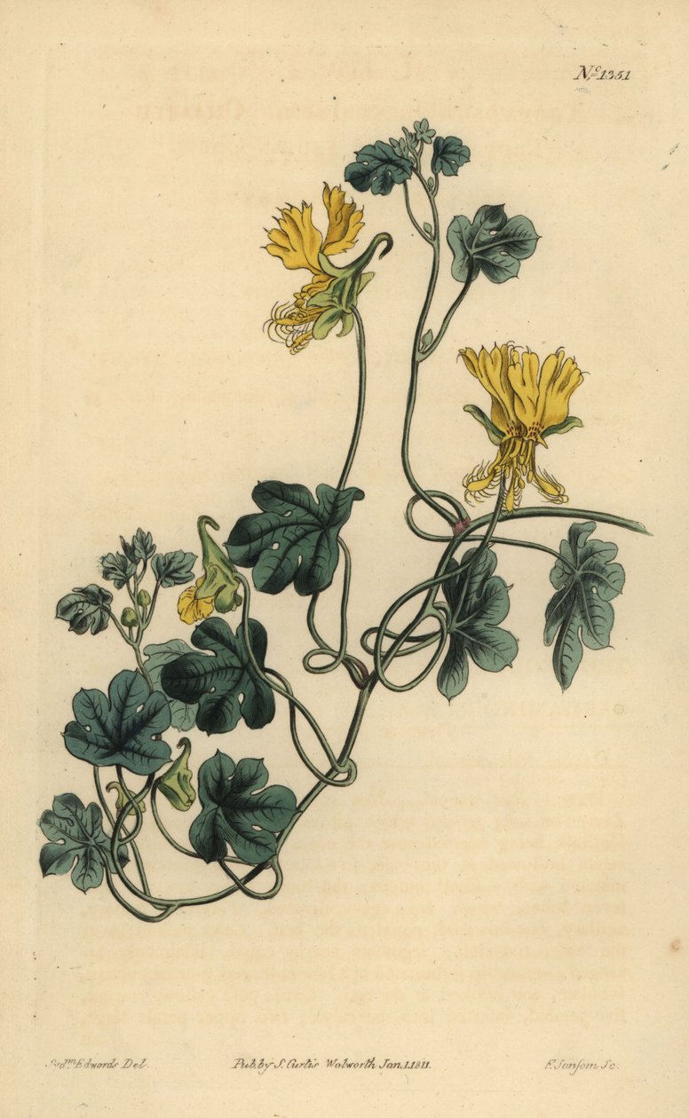 Canary creeper, agrião indiano ou tropaeolum ciliado, Tropaeolum peregrinum de Unbekannt