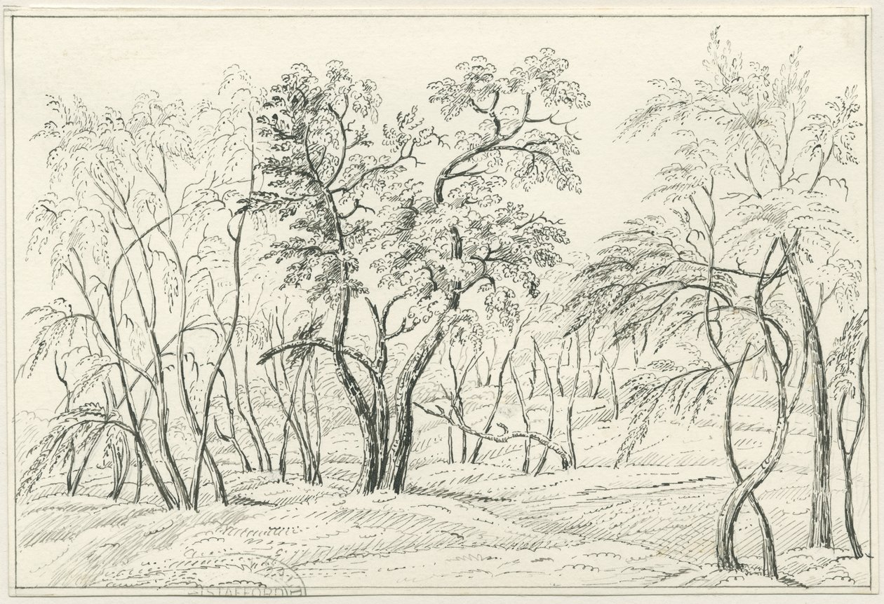 Cannock Chase: desenho a caneta e lápis, séc. XIX de Unbekannt