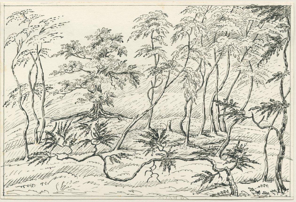 Cannock Chase: desenho a caneta e lápis, séc. XIX de Unbekannt