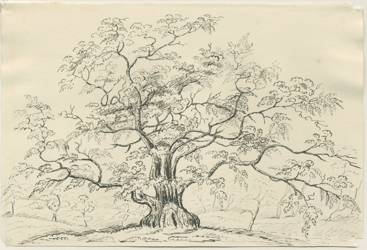 Cannock Chase: desenho a caneta e lápis, séc. XIX de Unbekannt