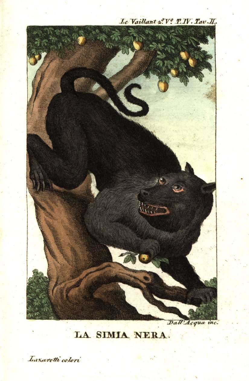 Babuíno do Cabo ou babuíno chacma, Papio ursinus. De François Le Vaillant (Levaillant de Unbekannter Künstler