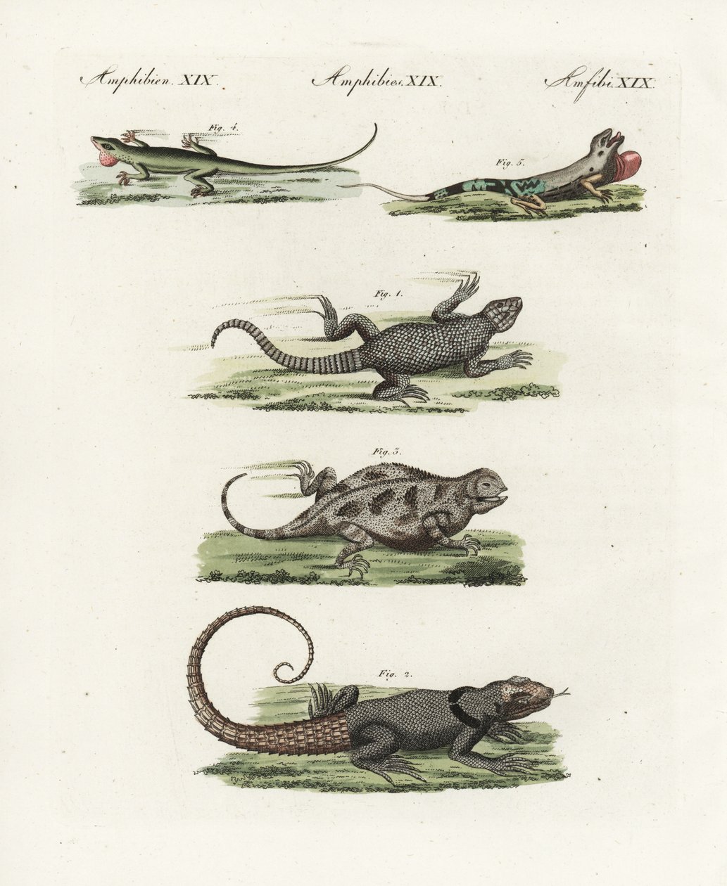 Lagarto cingido do Cabo (sáurio africano), Cordylus cordylus 1, lagarto de Madagáscar de Cuvier (lezard de Madagáscar), Oplurus cuvieri 2, lagarto com chifres da montanha (lezard a horn), Phrynosoma orbiculare 3, anuro da Jamaica (lezard de Jamaique), Anol de Unbekannter Künstler