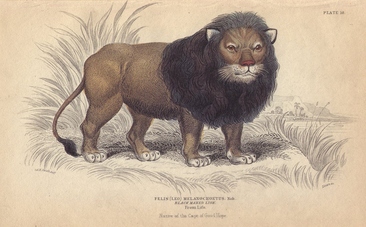 Leão do Cabo. Litografia de William Lizars, baseada num desenho de Charles Hamilton Smith, para a "Bibliotheque naturaliste, mammals, les felins", de Sir William Jardine, publicada em 1834 em Edimburgo (Escócia). de Unbekannter Künstler