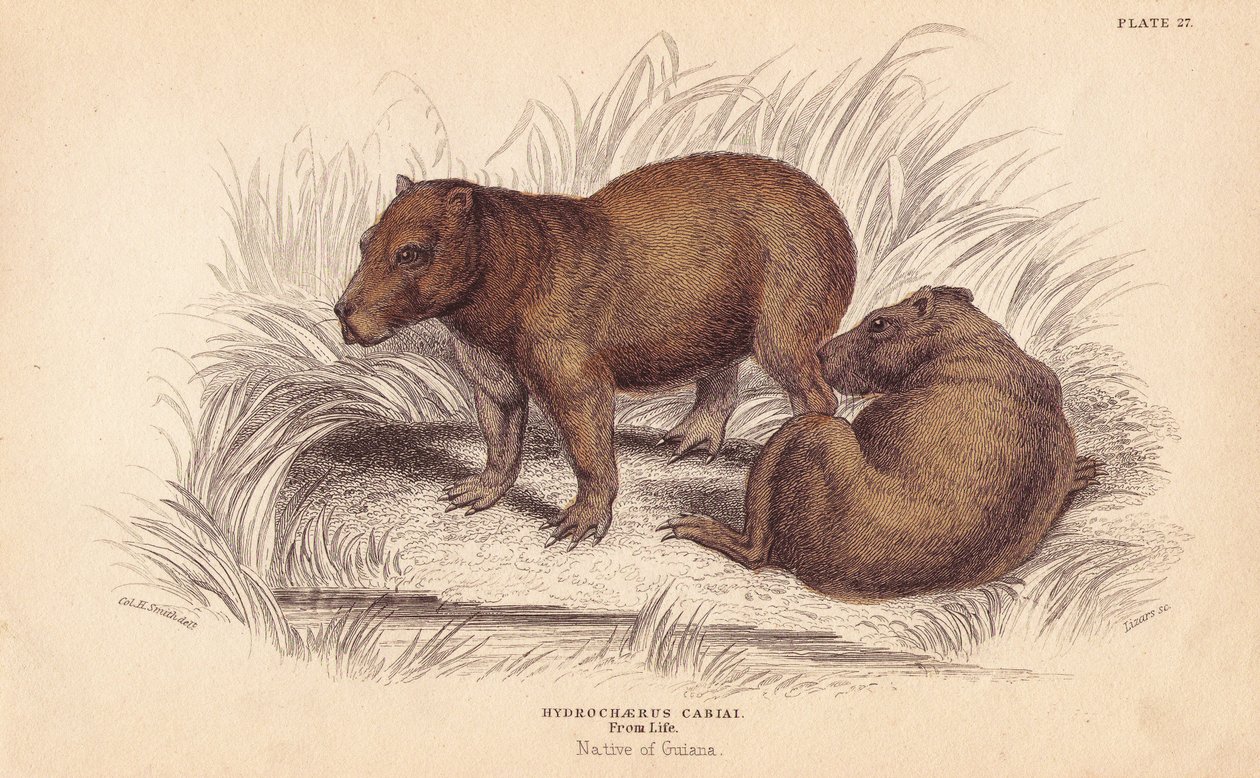 Capivara, Hydrochoerus hydrochaeris (Hydrochaerus cabiai). Gravura em metal aço colorida à mão por Lizars a partir de uma ilustração de Charles Hamilton Smith da Naturalist