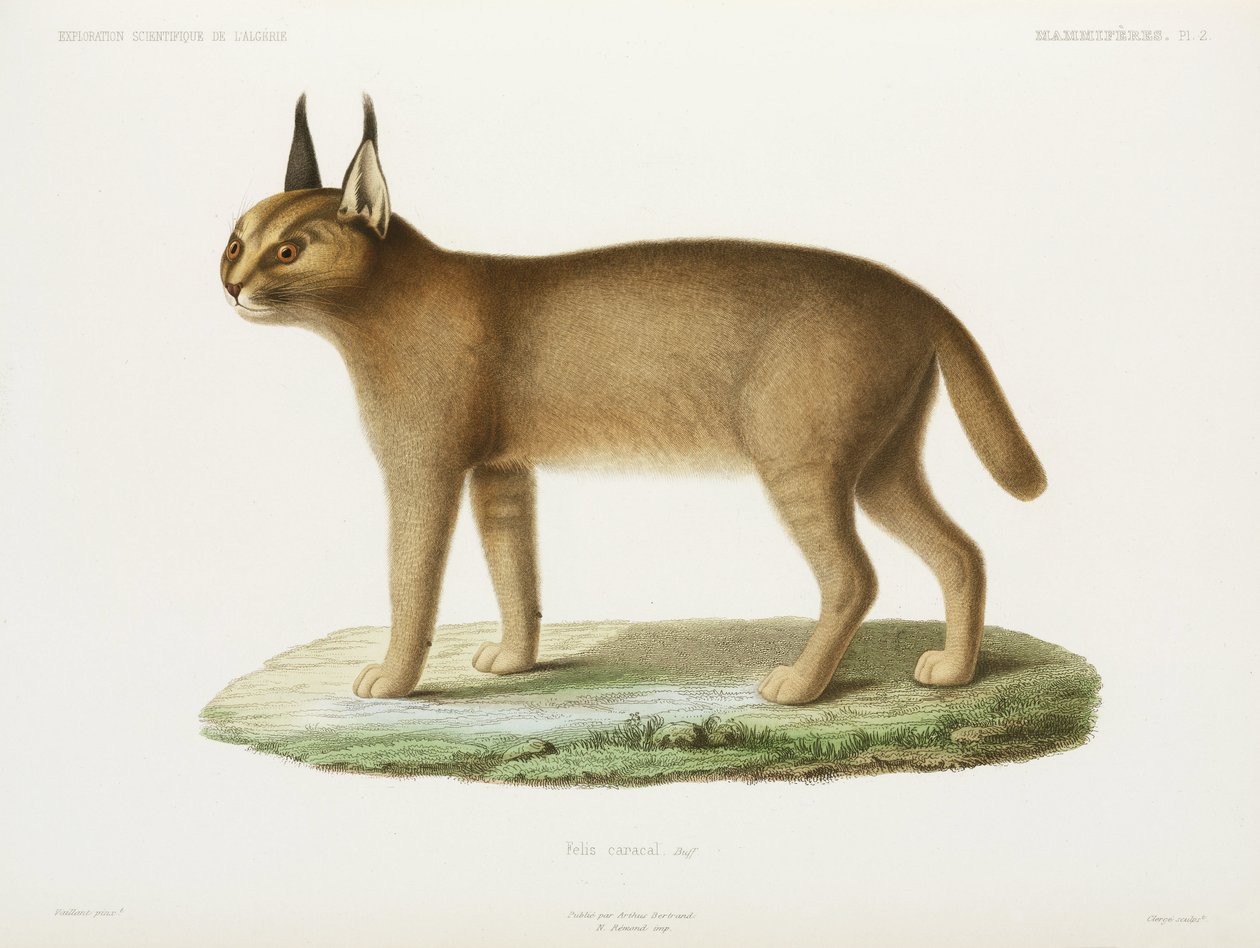 Caracal, Argélia de Unbekannt