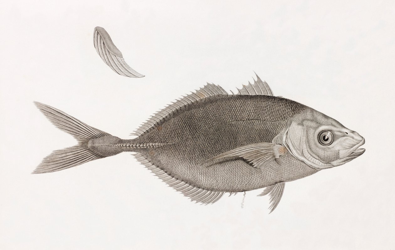 Caranx Lune, feche a porta de Unbekannt