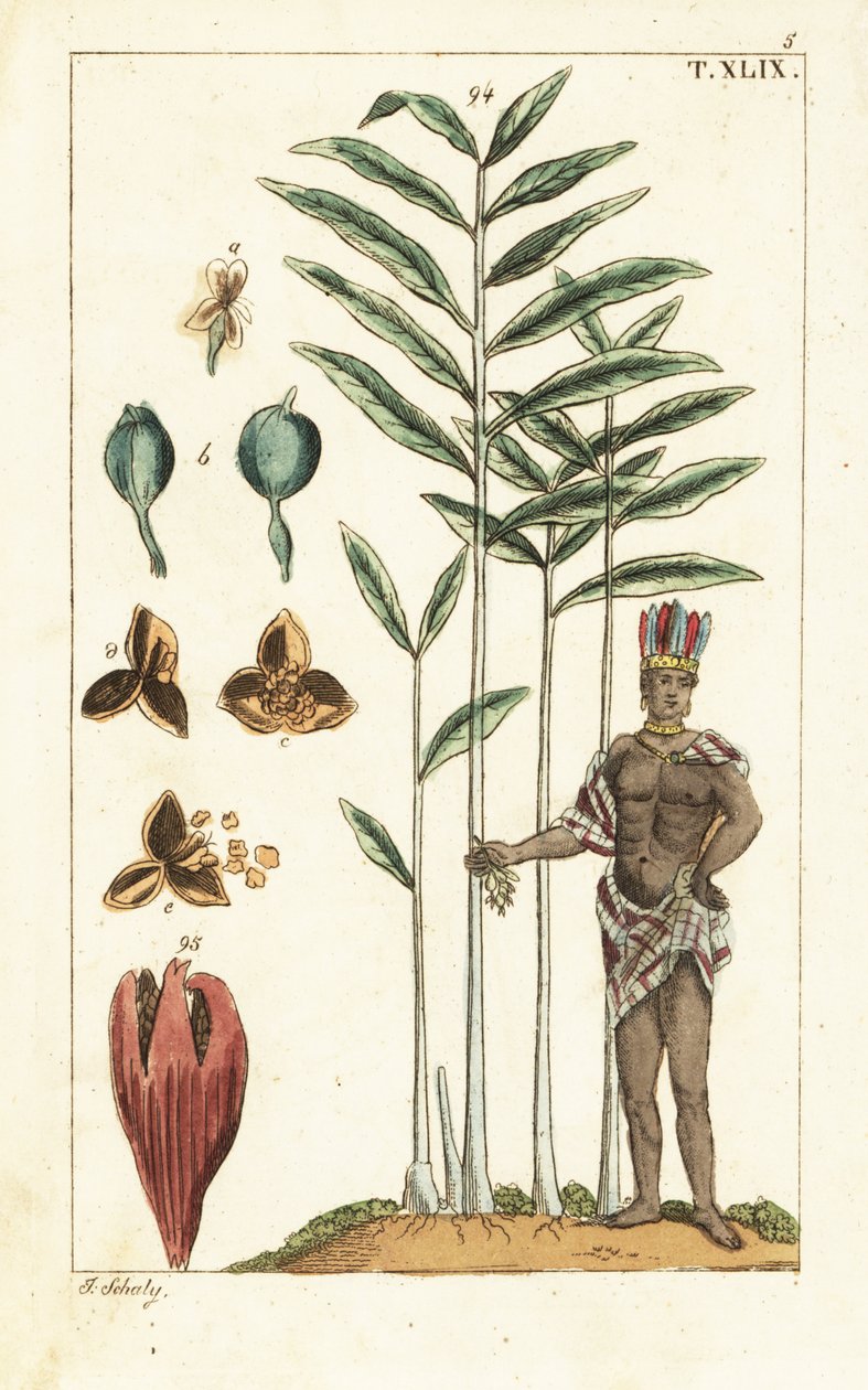 Árvore de cardamomo, Elettaria cardamomum. de Unbekannter Künstler