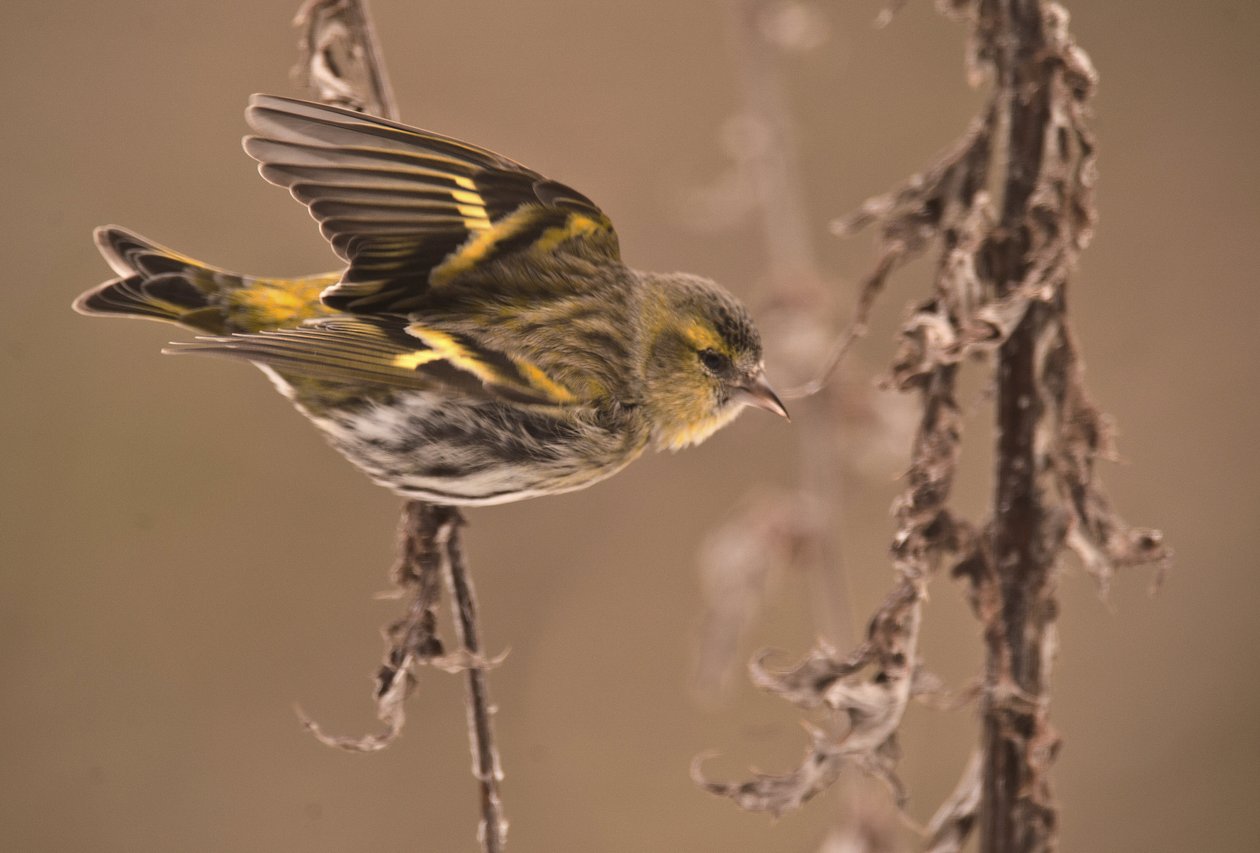 Carduelis spinus/Alder Tarin/Eurasian Siskin de William M. Timlin