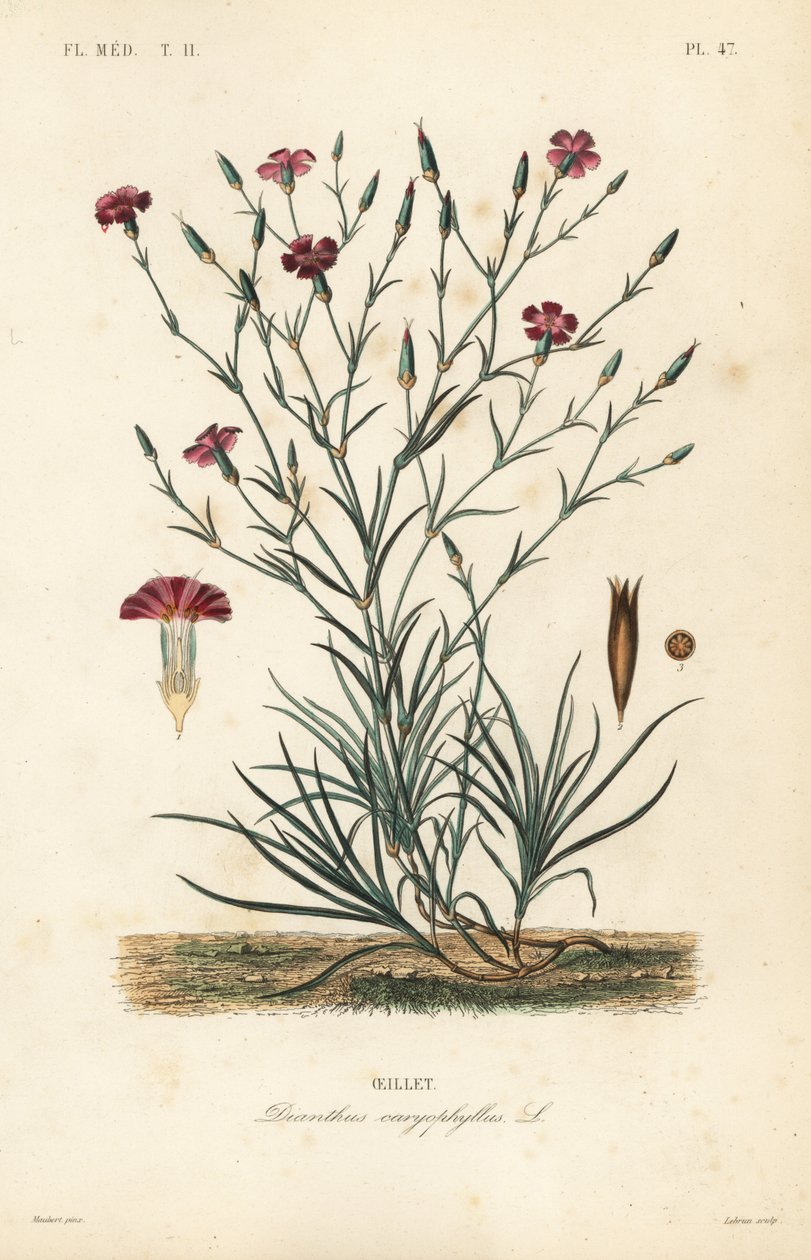 Cravinho ou cravo rosa, Dianthus caryophyllus, Oeillet de Unbekannt