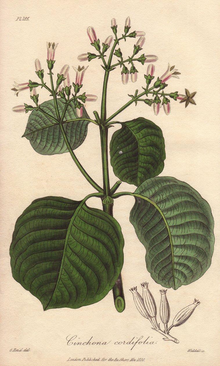 Casca de Cartagena, Cinchona cordifolia de Unbekannter Künstler