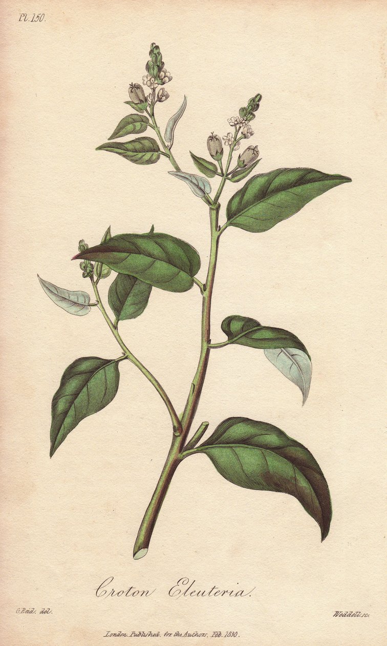 Cascarilla (Croton eleuteria) - Água forte por William Clarke para ilustrar "Medical Botanical, Description of the Medicinal Plants of London, Edinburgh and Dublin" de John Stephenson e James Morss Churchill, publicado em Londres por John Churchill em 1 de Unbekannter Künstler