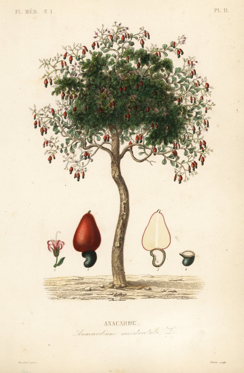 Cajueiro ou cajueiro, Anacardium occidentale, Anacarde de Unbekannt