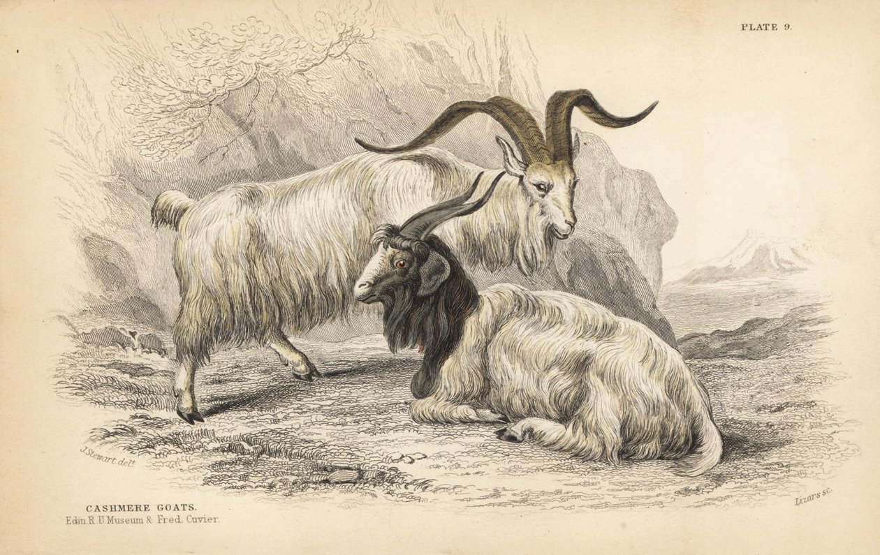 Cabra de caxemira, Capra hircus lanigera. Edinburgh Royal University Museum e Frederick Cuvier. Gravura em metal aço colorida à mão por Lizars a partir de uma ilustração de James Stewart da Naturalist