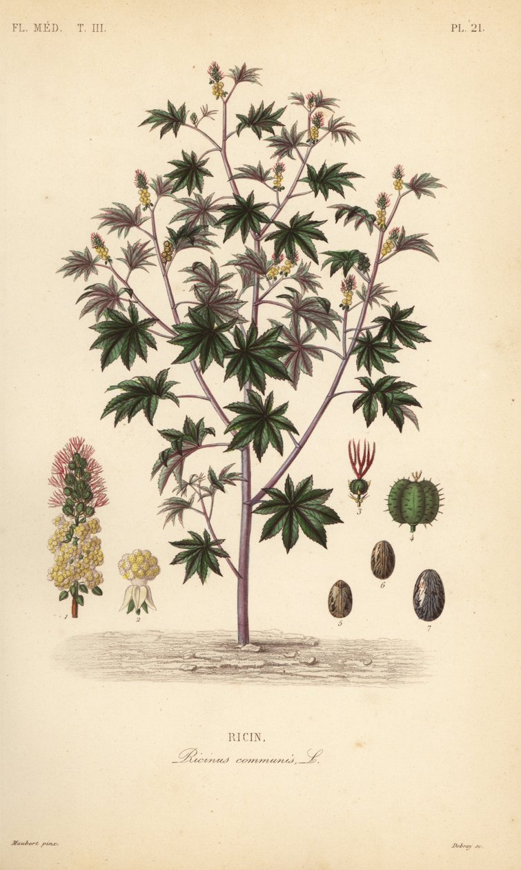 Mamona ou planta de óleo de mamona, Ricinus communis, Ricin de Unbekannt