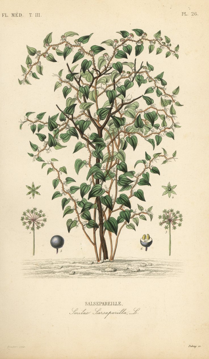 Cat greenbriar ou catbriar, Smilax glauca, Smilax sarsaparilla, Salsepareille, Gravura em aço colorido à mão por Debray após ilustração botânica de Edouard Maubert de Pierre Oscar Reveil, A de Unbekannt