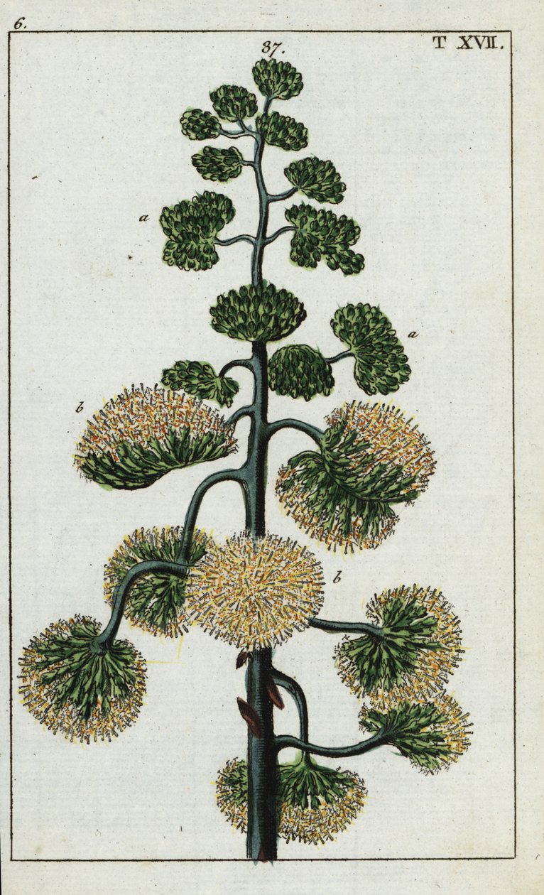 Planta do século, Agave americana. de Unbekannter Künstler