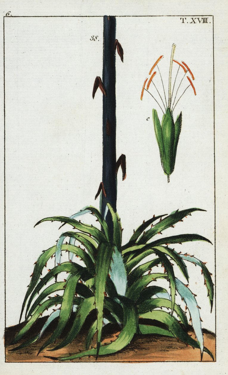 Planta do século, Agave americana. de Unbekannter Künstler