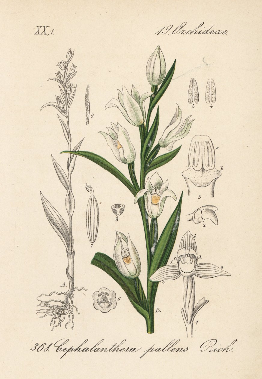 Cephalanthere has epe ou long-leaved - Cephalanthera longifolia (Cephalanthera pallens). Litografia colorida à mão da obra Flora von Deutschland (Flora da Alemanha) de Diederich von Schlechtendal, Jena de Unbekannter Künstler