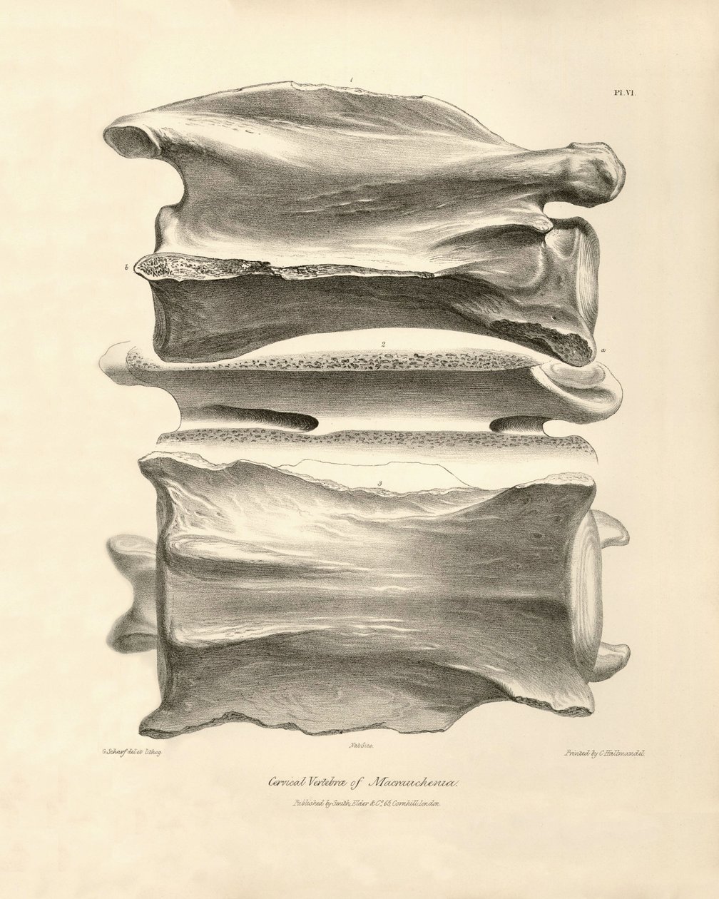 Vértebra cervical de Macrauchenia, um animal pré-histórico encontrado por Charles Darwin durante a sua viagem de exploração a bordo do Beagle. The Zoology of the voyage of H.M.S. Beagle under the command of Captain Fitzroy during the years 1832 to 1836 edi de Unbekannter Künstler