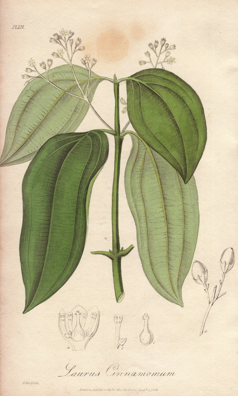 Canela do Ceilão (Cinnamomum verum) - Água forte de William Clarke para ilustrar "Medical Botanical, Description of the Medicinal Plants of London, Edinburgh, and Dublin" de John Stephenson e James Morss Churchill, publicado em Londres por John C de Unbekannter Künstler