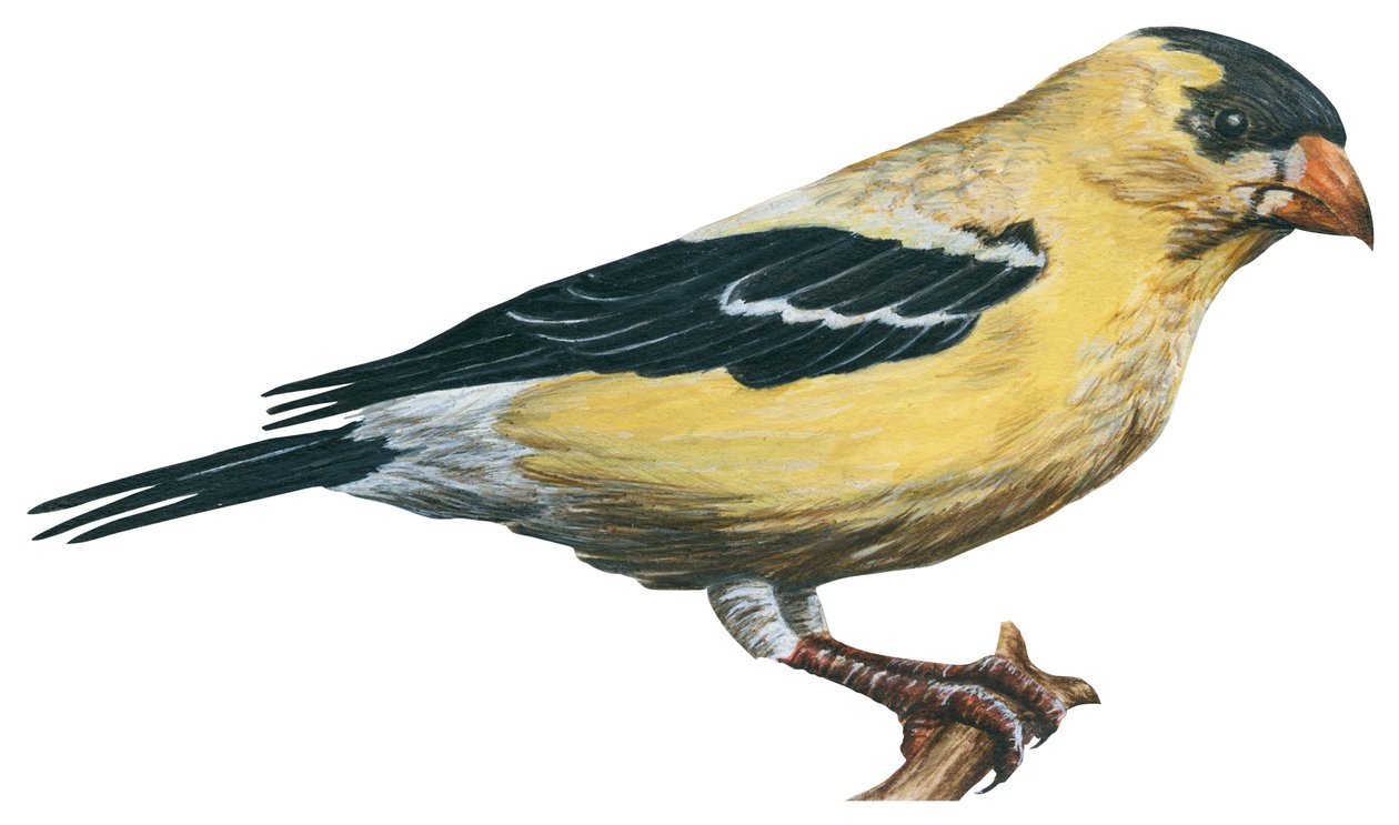 Goldfinch (Carduelis tristis) de Unbekannter Künstler