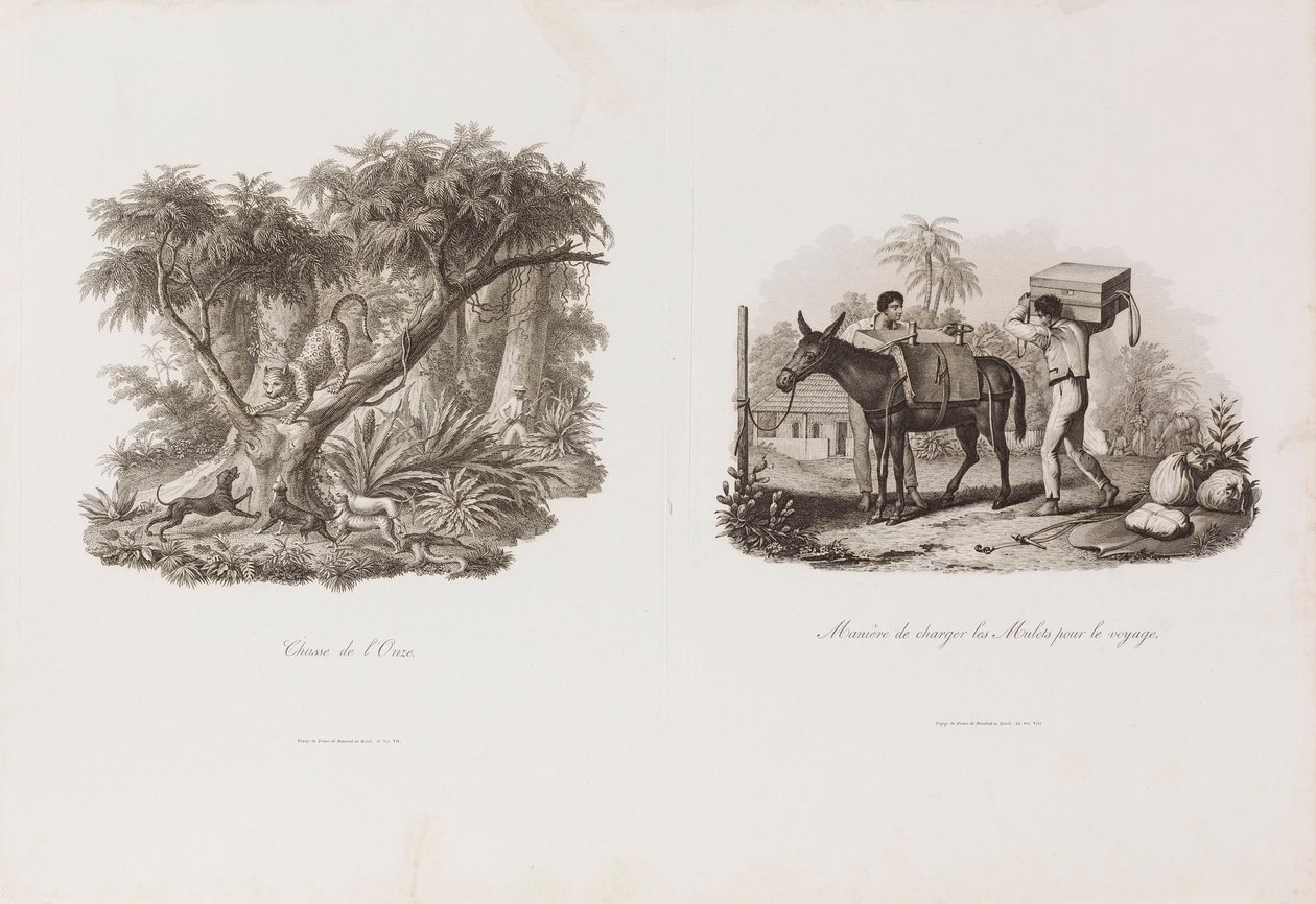 Chasse de l´Onze, da Coleção Brasiliana Iconográfica de Unbekannter Künstler
