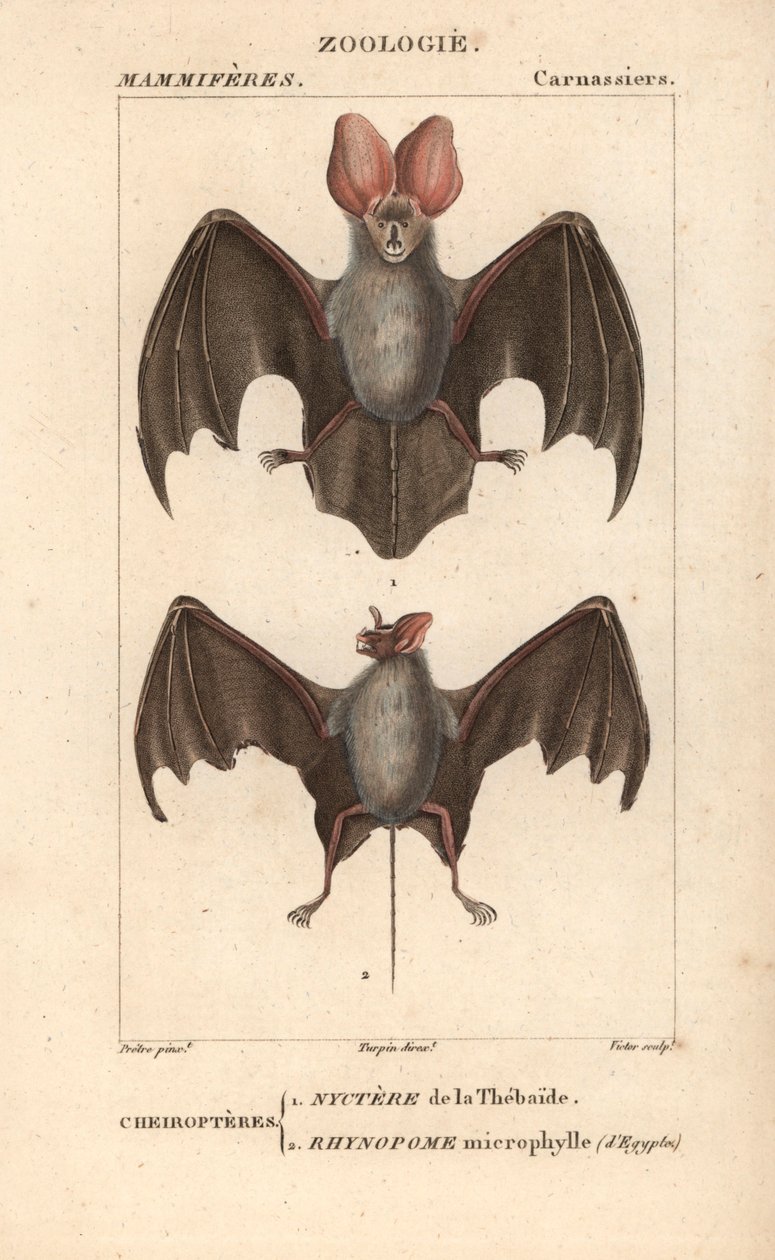 Cheiroptere (chiroptere): nyctere do Thebaide e rhynopome microphyll do Egipto - Eau forte de Jean Gabriel Pretre (1780-1845), gravado por Carnonkel, para o dicionário de ciências naturais: mamíferos de Frederic Cuvier, editado por Pierre Jean Francois Tu de Unbekannter Künstler