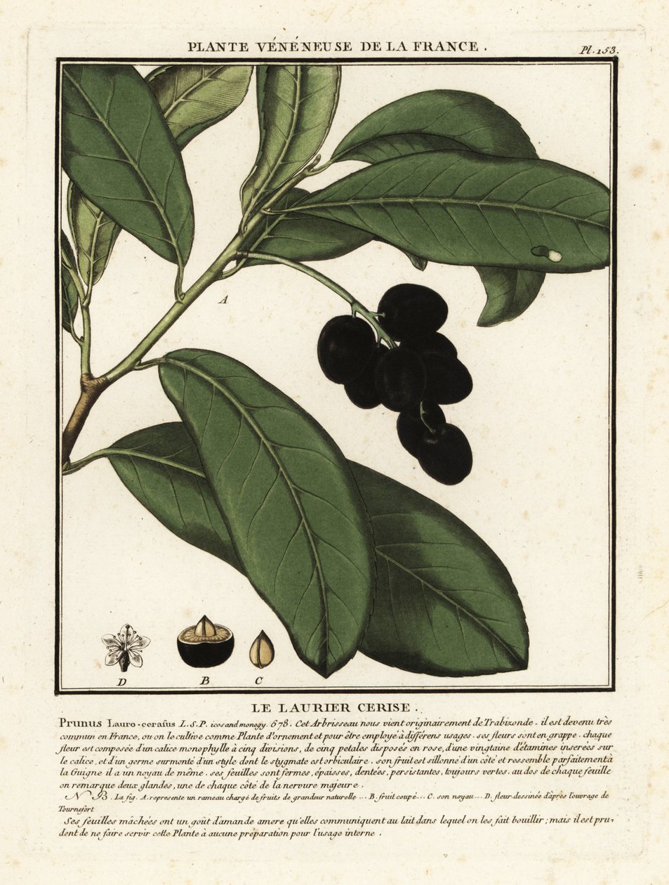 Louro de cerejeira, Prunus laurocerasus. de Unbekannter Künstler