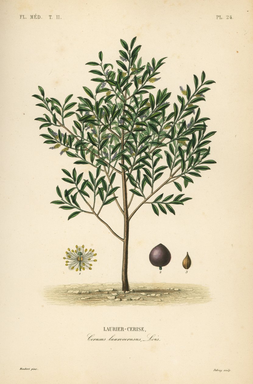 Louro de cerejeira ou loureiro inglês, Laurocerasus de Prunus, Cerasus laurocerasus, Laurier-cerise de Unbekannt
