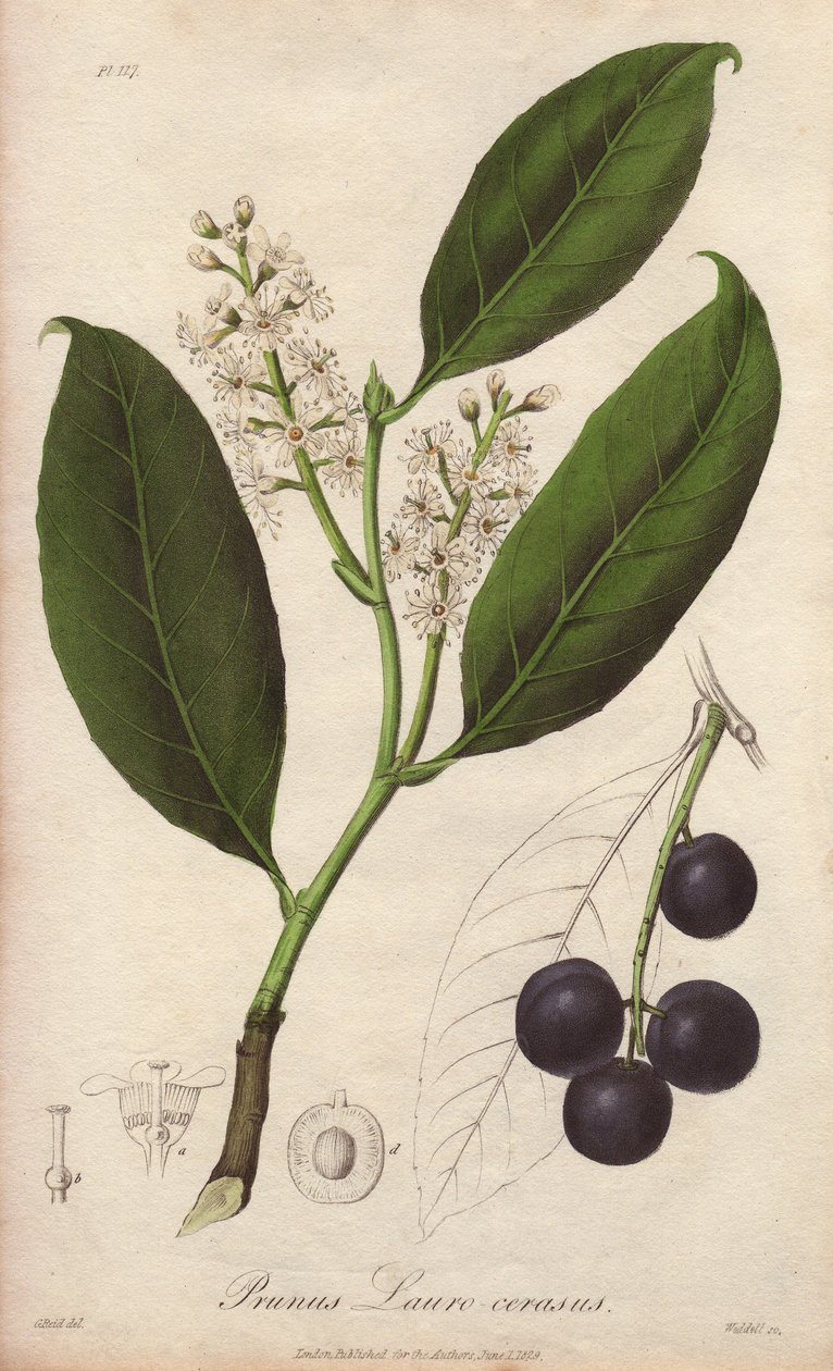 Loureiro-cereja ou loureiro-amêndoa ou loureiro pame ou loureiro trebizonde (Prunus Lauro-cerasus) - Drenagem efectuada por William Clarke para ilustrar a obra "Medical Botanical, Description of the Medicinal Plants of London, Edinburgh and Dublin" de John de Unbekannter Künstler