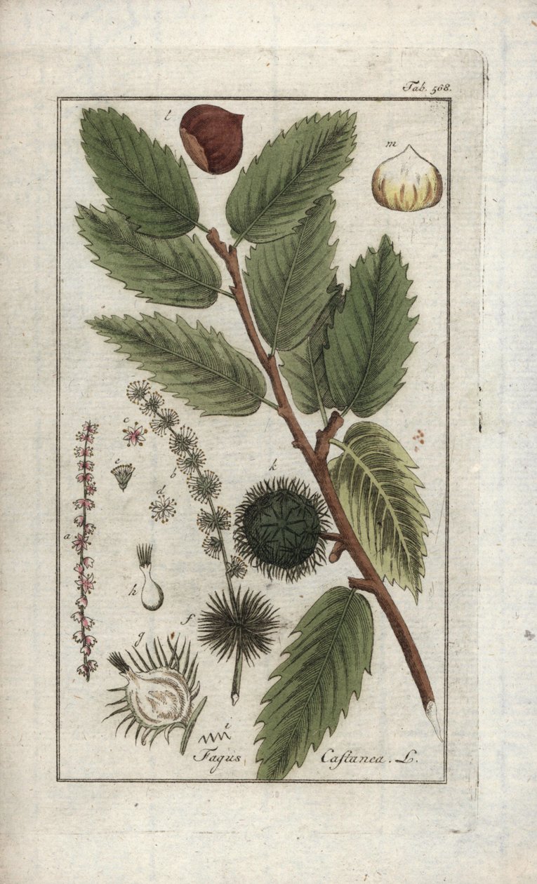 Castanheiro (Castanea sativa). Litografia de "Afbeelding der Artseny-Gewassen" de Johannes Zorn (1739-1799), Países Baixos de Unbekannter Künstler