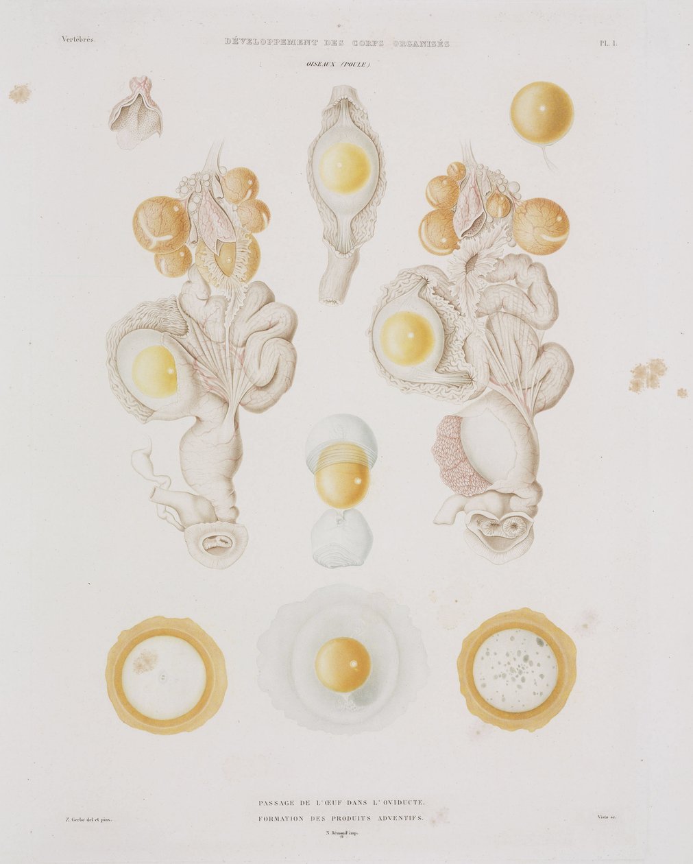 Ovo de galinha no oviduto, c 1847-1859 de Unbekannt