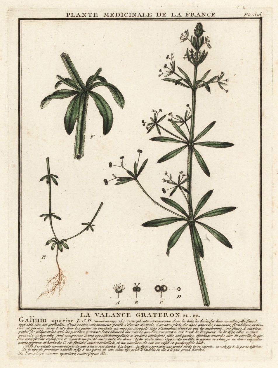 Cleavers, Galium aparine. de Unbekannter Künstler