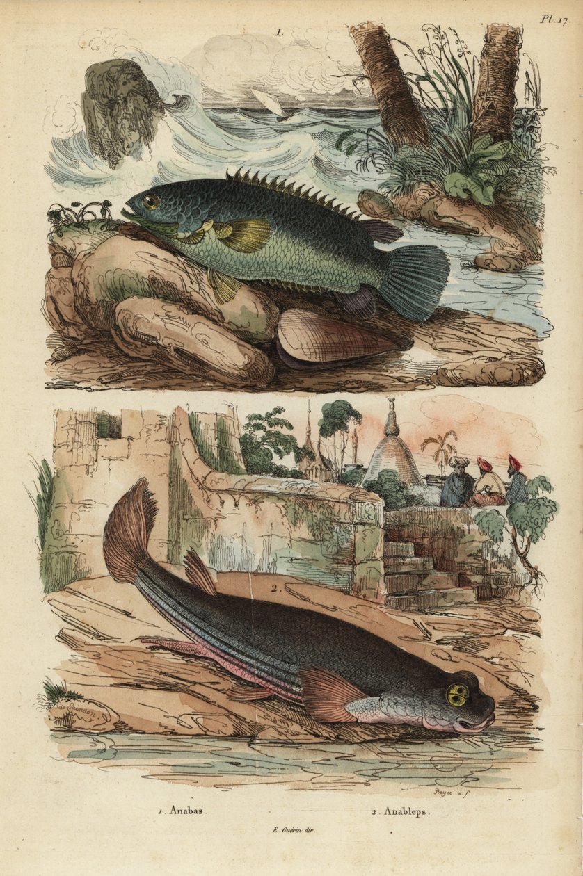 Poleiro trepador, Anabas testudineus 1, e peixes de quatro olhos, Anableps anableps 2 de Unbekannt