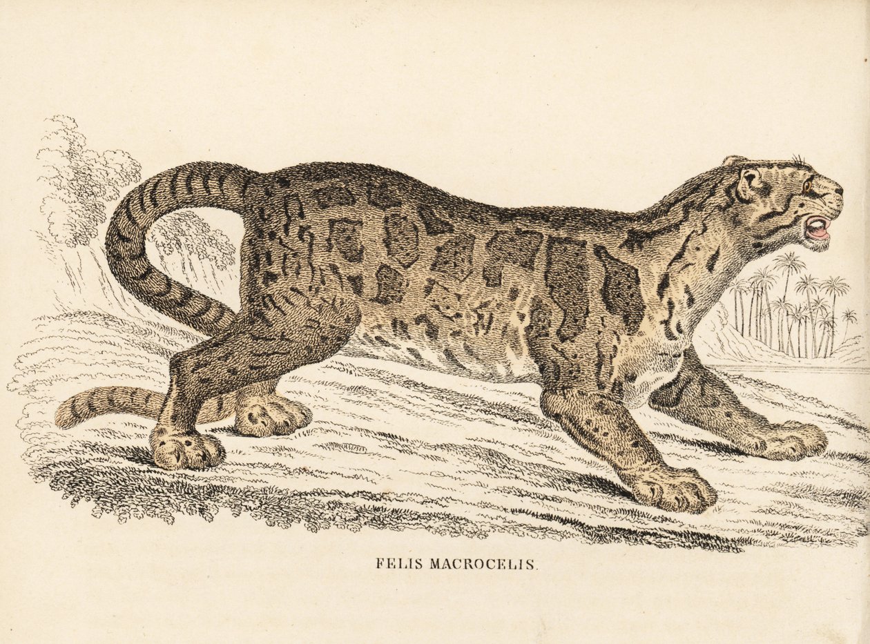 Leopardo-nebuloso, Neofelis nebulosa (Felis macrocelis). Vulnerável. Gravura em metal aço colorida à mão da Galeria de História Natural de Georg Friedrich Treitschke, Naturhistorischer Bildersaal des Thierreiches, Liepzig-1842. de Unbekannter Künstler