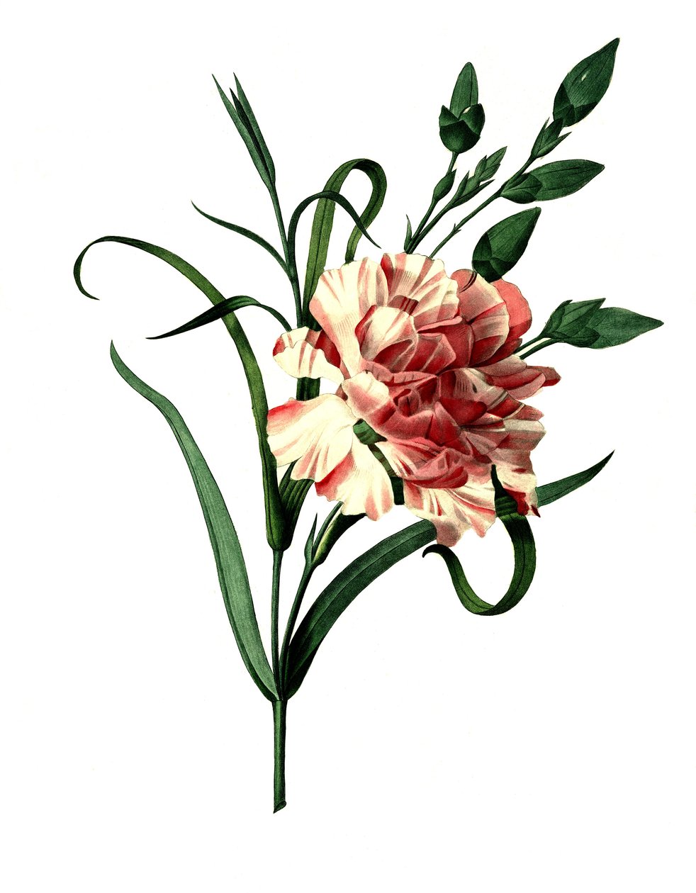 Cravo rosa (Dianthus caryophyllus) ou cravo nobre, cravo de jardim de Unbekannter Künstler