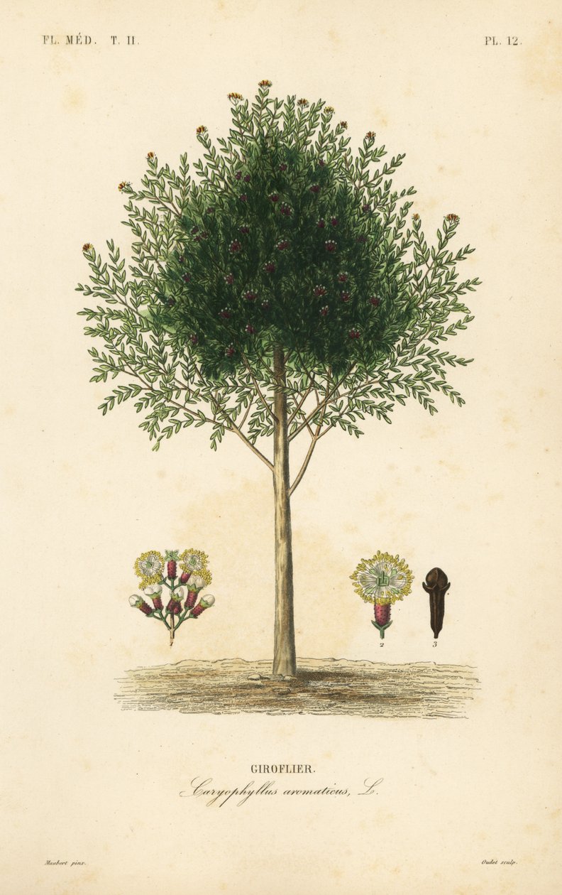 Cravinho, Syzygium aromaticum, Caryophyllus aromaticus, Giroflier de Unbekannt