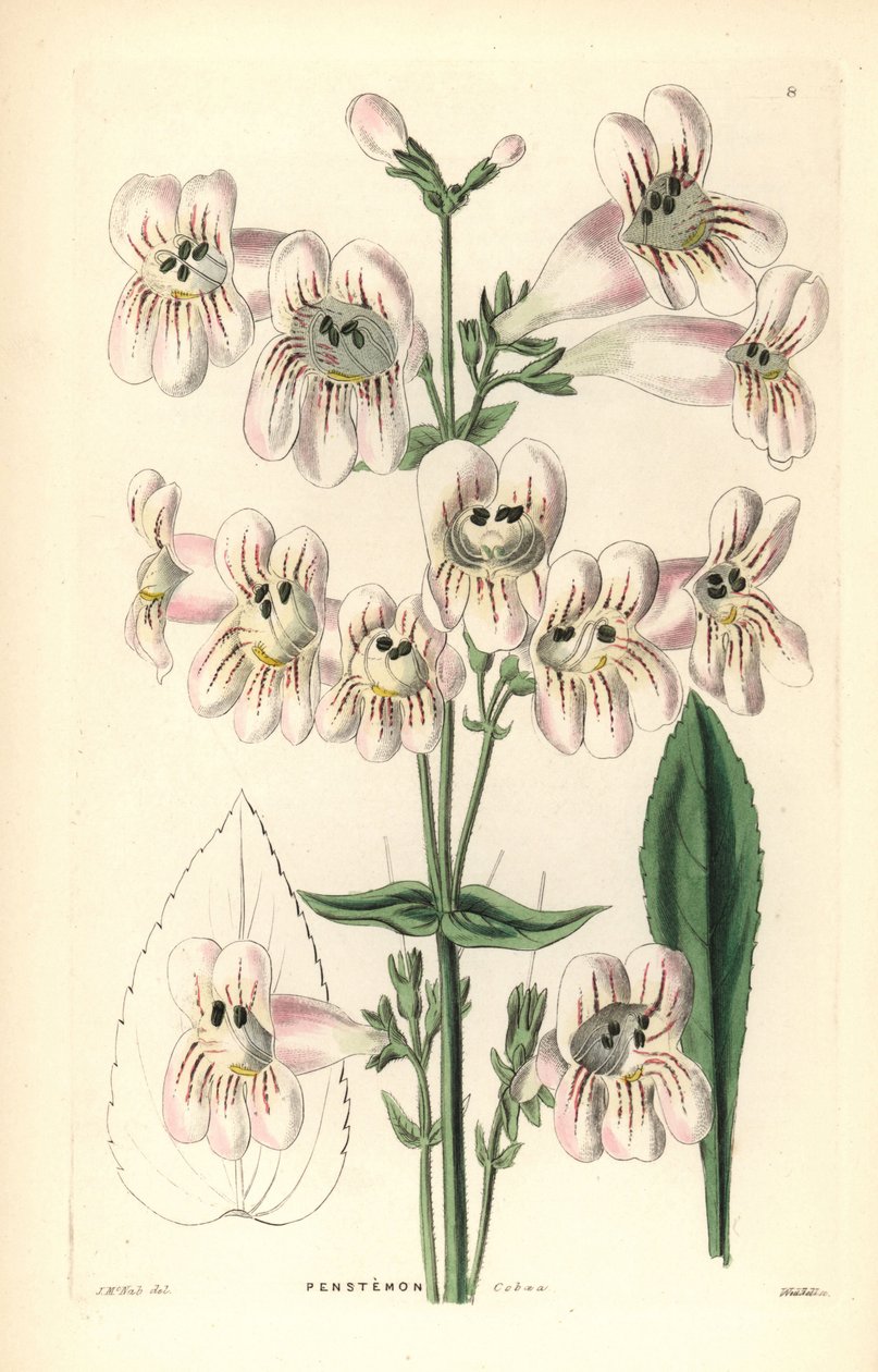 Penstemon cobaea, Penstemon cobaea. Gravura em chapa de cobre colorida à mão por Weddell após J. McNab do Ornamental Flower Garden and Shrubbery de John Lindley e Robert Sweet, G. Willis, Londres de Unbekannter Künstler