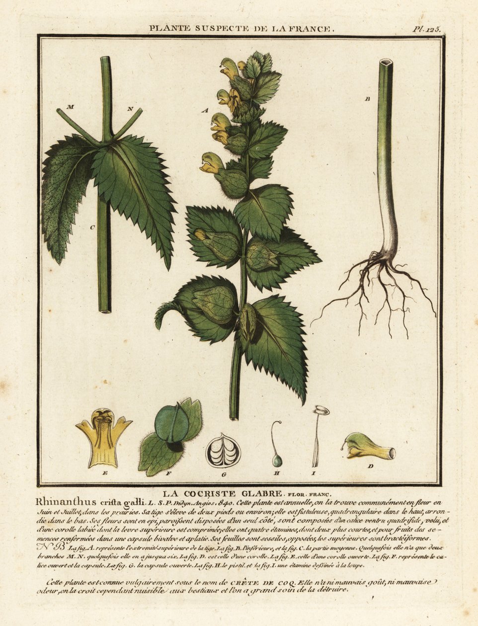 Pente de galo, Rhinanthus crista-galli. de Unbekannter Künstler