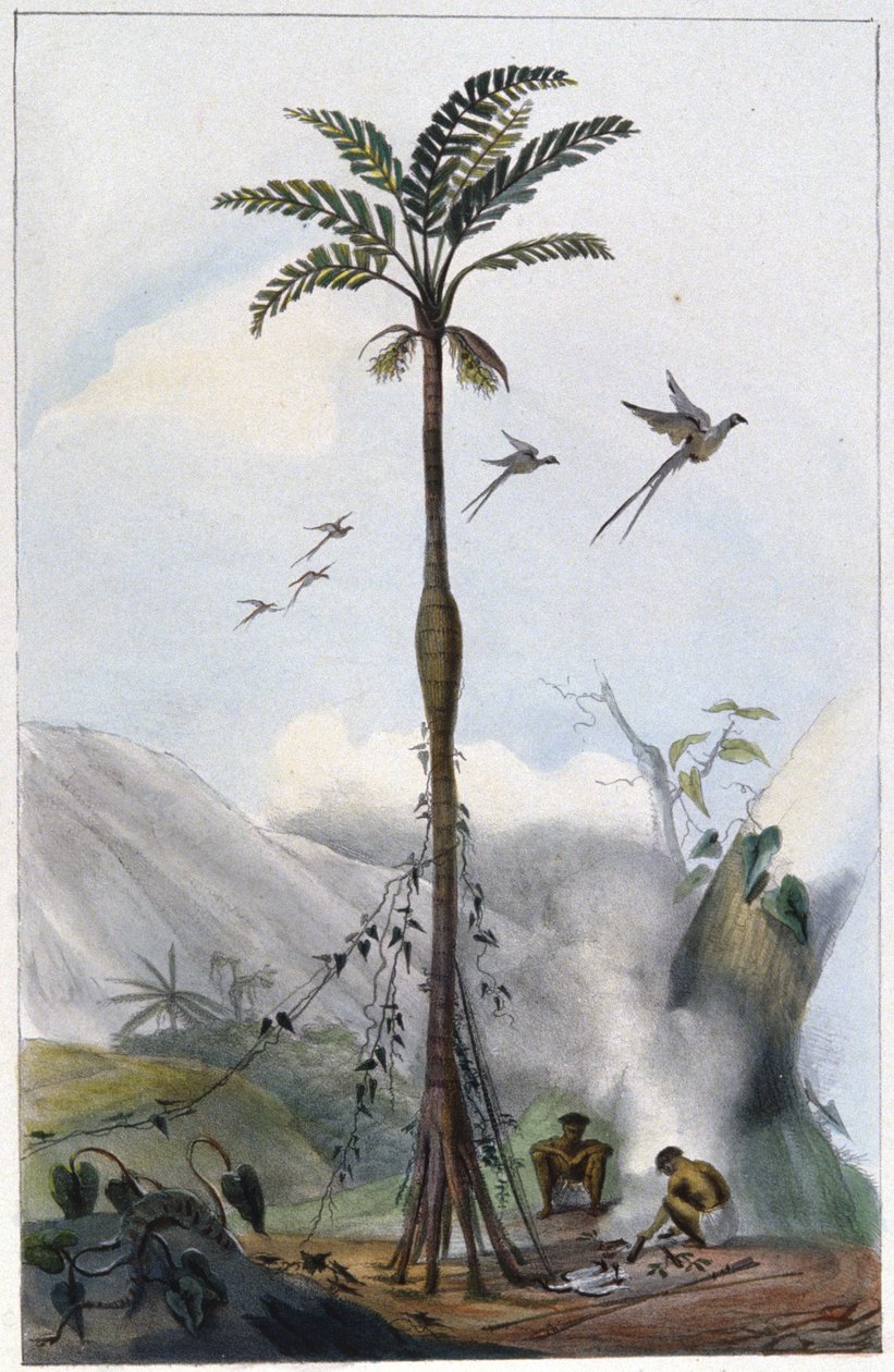 Palmeira de coco (Barrigudo) de Unbekannter Künstler