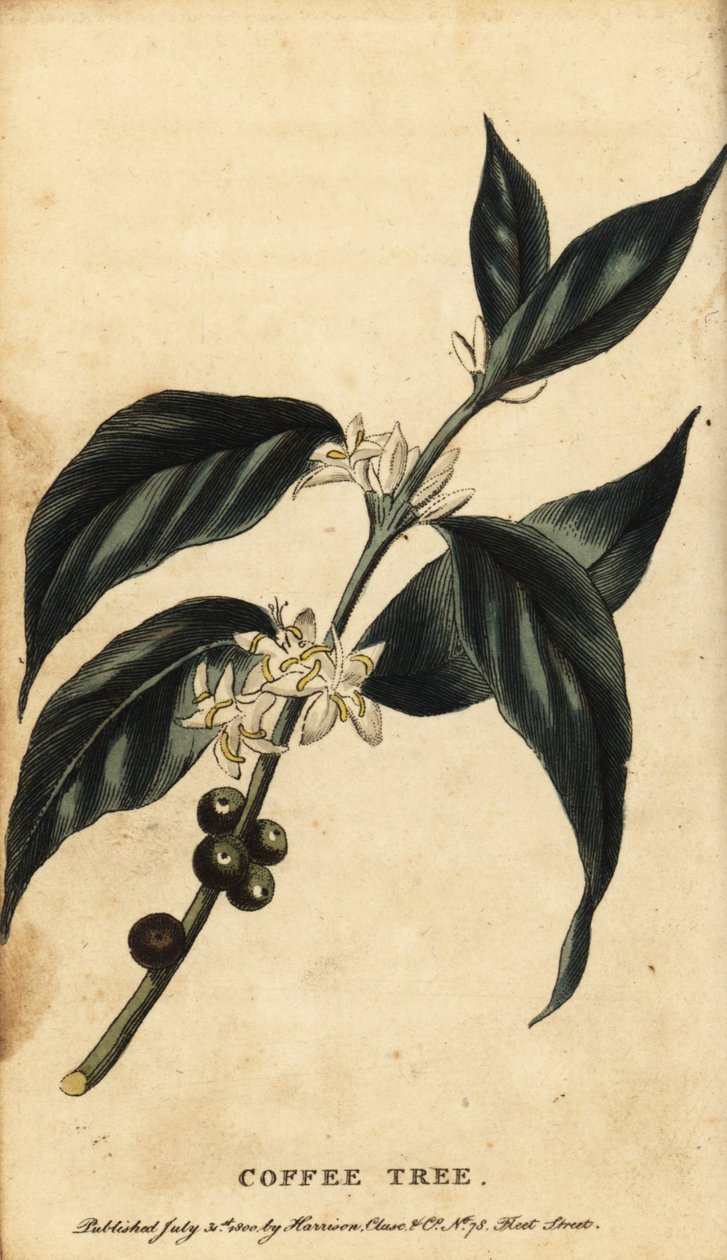 Árvore do café, Coffea arabica. ,1800 (gravura) de Unbekannter Künstler