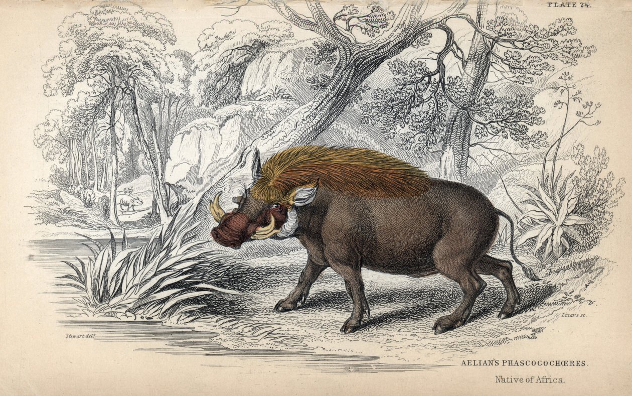 Facochere africano comum (Phaochoerus africanus). Gravura em cobre de William Lizars, baseada num desenho de James Stewart, publicada na Naturalist Library: mammals, pachyderms and quadrupedes with fine skin, editada por W. H. Lizars, em Edimburgo, Scotl de Unbekannter Künstler