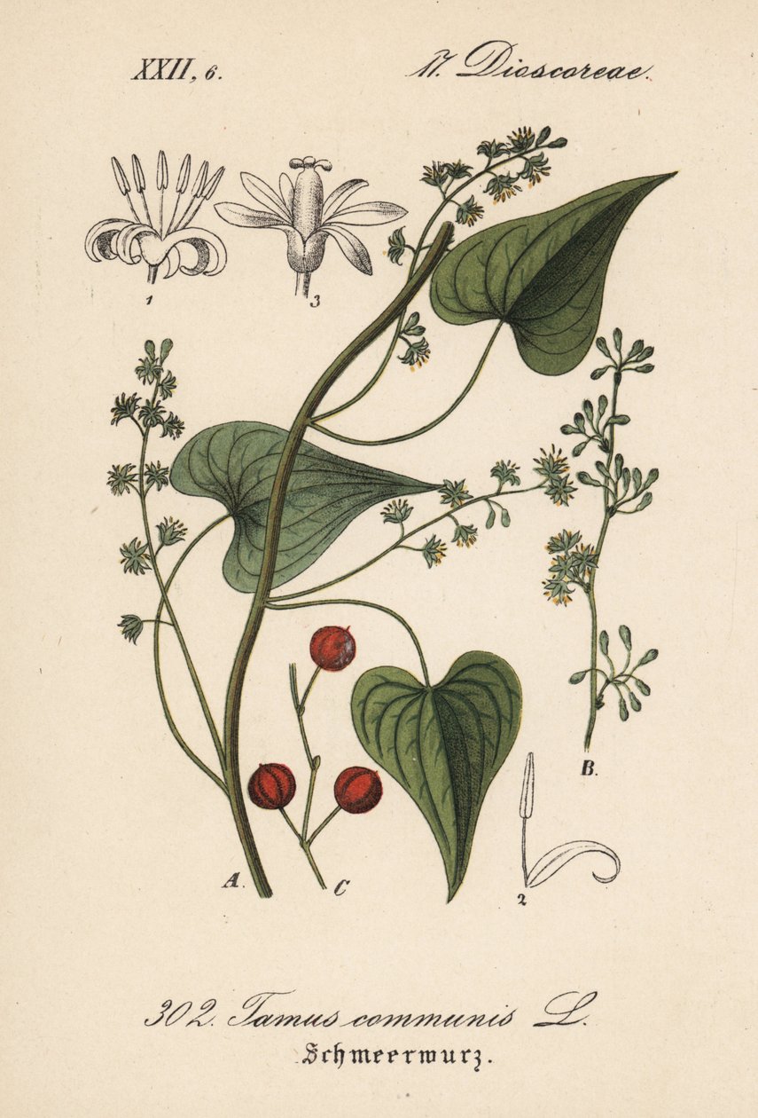 Condutor comum ou erva para mulheres maltratadas - briónia negra, Tamus communis. Litografia colorida à mão da Flora alemã (Flora von Deutschland) de Diederich von Schlechtendal, Jena de Unbekannter Künstler