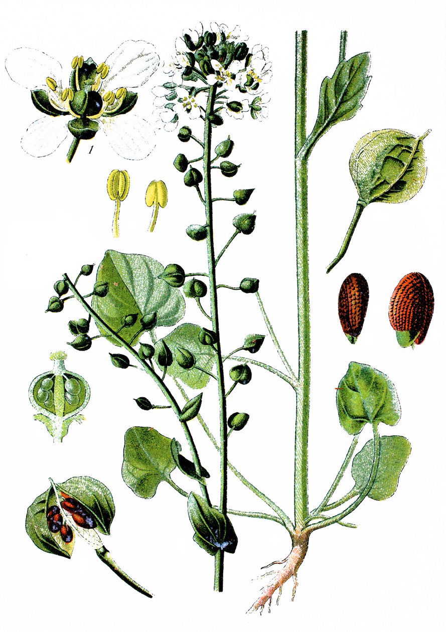 Cochlearia officinalis de Unbekannter Künstler