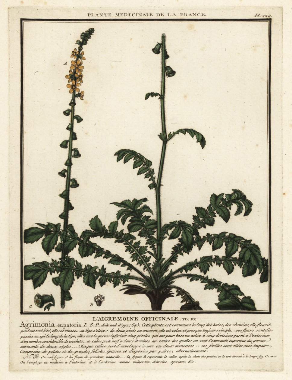 Agrimonia comum, Agrimonia eupatoria. de Unbekannter Künstler