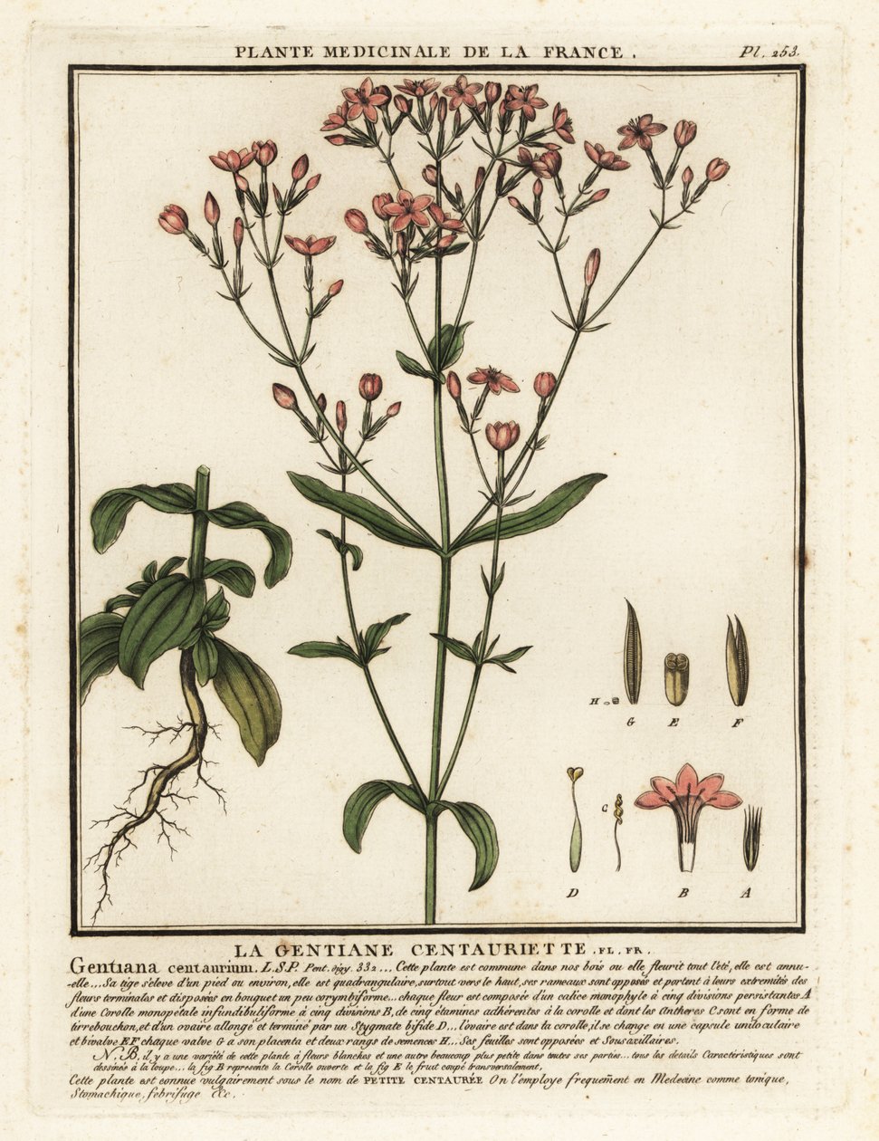 Centauro Comum. Centaurium erythraea. de Unbekannter Künstler